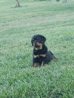 Rottweiler Puppies for sale in Rogers, AR, USA. price: NA