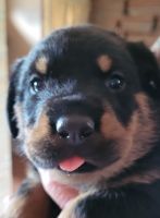 Rottweiler Puppies for sale in Florence, CO 81226, USA. price: NA