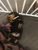 Rottweiler Puppies for sale in North Las Vegas, NV 89030, USA. price: NA