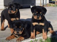 Rottweiler Puppies for sale in Sacramento, CA, USA. price: NA