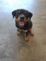 Rottweiler Puppies for sale in Hickory, NC, USA. price: NA