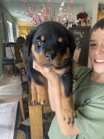Rottweiler Puppies for sale in Fontana, CA, USA. price: NA