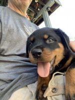 Rottweiler Puppies for sale in Shawnee, OK, USA. price: NA