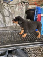 Rottweiler Puppies for sale in Winfield, KS, USA. price: NA