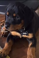 Rottweiler Puppies for sale in Seven Hills, OH 44131, USA. price: NA