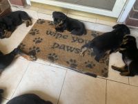 Rottweiler Puppies for sale in Houston, TX, USA. price: NA