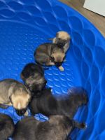 Rottweiler Puppies for sale in Tampa, FL 33607, USA. price: NA