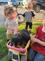 Rottweiler Puppies for sale in Kasson, MN, USA. price: NA