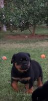Rottweiler Puppies for sale in Riverside, CA 92509, USA. price: NA