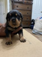 Rottweiler Puppies for sale in Houston, TX 77084, USA. price: NA