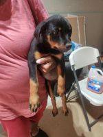 Rottweiler Puppies for sale in Montgomery, TX, USA. price: NA