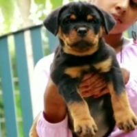 Rottweiler Puppies for sale in Palakkad, Kerala, India. price: 40000 INR