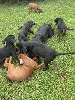 Rottweiler Puppies for sale in Atlanta, GA 30331, USA. price: NA