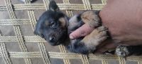 Rottweiler Puppies for sale in Hubballi, Karnataka, India. price: 10000 INR