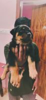 Rottweiler Puppies for sale in Coimbatore, Tamil Nadu. price: NA