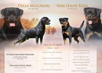 Rottweiler Puppies for sale in Miami, FL, USA. price: NA