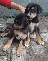 Rottweiler Puppies for sale in Aligarh, Uttar Pradesh, India. price: 10000 INR