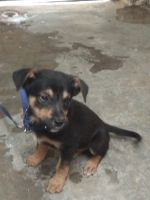 Rottweiler Puppies for sale in Mysore Rd, Kavika Lay Out, Bapuji Nagar, Bengaluru, Karnataka, India. price: 15000 INR