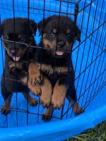 Rottweiler Puppies for sale in Hughesville, MD, USA. price: NA