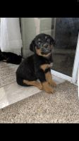 Rottweiler Puppies for sale in 3600 Mountain Ave N, San Bernardino, CA 92404, USA. price: NA