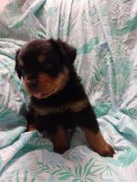 Rottweiler Puppies for sale in Homestead, FL, USA. price: NA