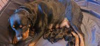 Rottweiler Puppies for sale in Harrisburg, IL 62946, USA. price: NA