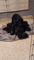Rottweiler Puppies for sale in Fort Myers, FL 33901, USA. price: NA