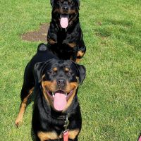 Rottweiler Puppies for sale in Medford, OR 97501, USA. price: NA
