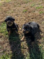 Rottweiler Puppies for sale in Richmond, VA, USA. price: NA