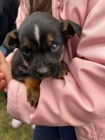 Rottweiler Puppies for sale in Brooklyn Center, MN, USA. price: NA