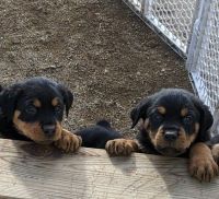 Rottweiler Puppies for sale in Julian, CA 92036, USA. price: NA