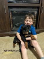 Rottweiler Puppies for sale in Springtown, TX 76082, USA. price: NA