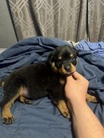 Rottweiler Puppies for sale in 13281 Jarratt Rd, Atascosa, TX 78002, USA. price: NA