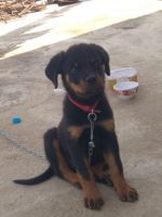 Rottweiler Puppies for sale in Mahabubabad, Telangana 506101, India. price: 17000 INR