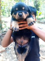 Rottweiler Puppies for sale in Palakkad, Kerala, India. price: 20000 INR