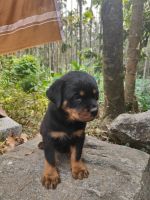 Rottweiler Puppies for sale in Palakkad, Kerala, India. price: 20000 INR
