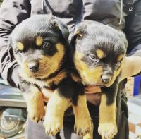 Rottweiler Puppies for sale in Mahilpur, Punjab, India. price: 20000 INR