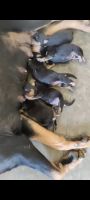 Rottweiler Puppies for sale in Ahmedabad, Gujarat, India. price: 20000 INR
