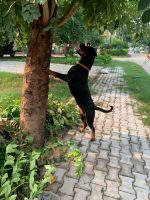 Rottweiler Puppies for sale in Sector 21, Panchkula, Haryana, India. price: 17,000 INR