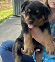 Rottweiler Puppies for sale in Cumming, GA, USA. price: $2,500