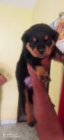 Rottweiler Puppies for sale in Poonamallee, Chennai, Tamil Nadu, India. price: 12,000 INR