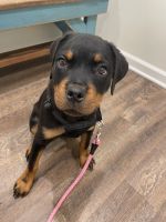 Rottweiler Puppies for sale in Canton, GA 30115, USA. price: $2,000
