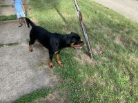 Rottweiler Puppies for sale in Rockford, IL, USA. price: $1,200