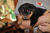 Rottweiler Puppies for sale in Southern Oregon, OR, USA. price: $250
