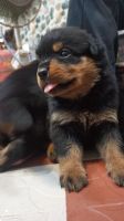 Rottweiler Puppies for sale in Tiruppur, Tamil Nadu, India. price: 15 INR