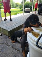 Rottweiler Puppies for sale in Rockford, IL, USA. price: $1,200