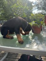 Rottweiler Puppies for sale in Rockford, IL, USA. price: $600