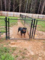 Rottweiler Puppies for sale in Summerfield, NC, USA. price: $1,800