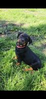 Rottweiler Puppies for sale in Klamath Falls, OR, USA. price: NA