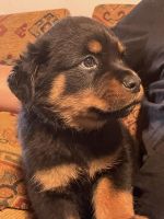 Rottweiler Puppies for sale in East Jordan, MI 49727, USA. price: $600